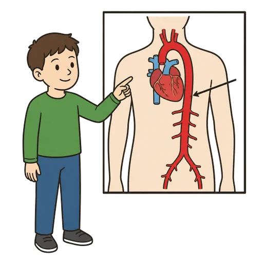 Piktogram AAK: aorta