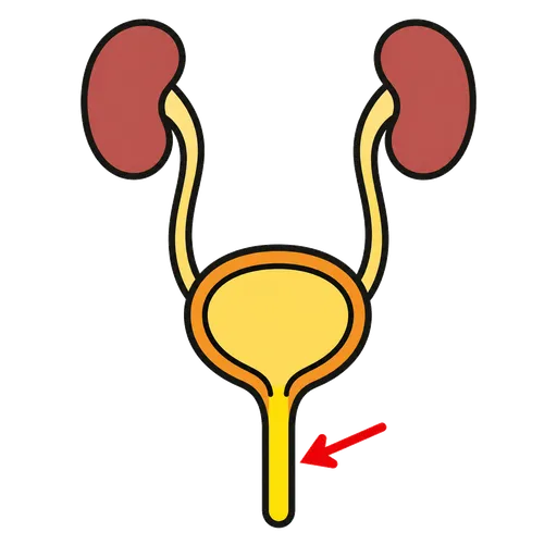 Piktogram AAC: cewka moczowa