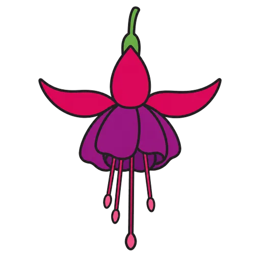 AAC pictogram: fuchsia (flower)