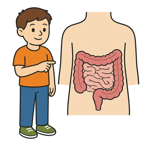 Piktogram AAC: jelita