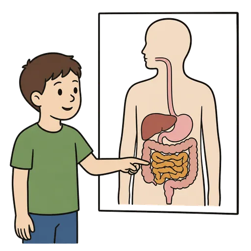 Pittogramma CAA: intestino tenue