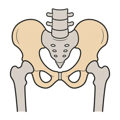 Pittogramma CAA: osso dell’anca