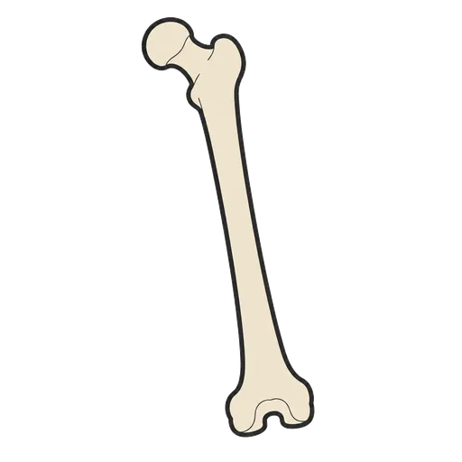 Piktogram AAC: kość udowa
