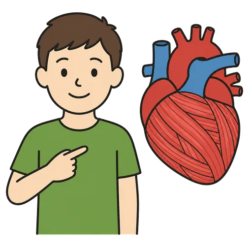Pittogramma CAA: muscolo cardiaco