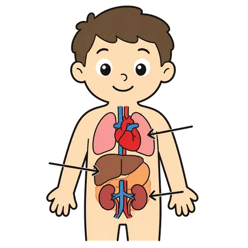 AAC pictogram: body parts