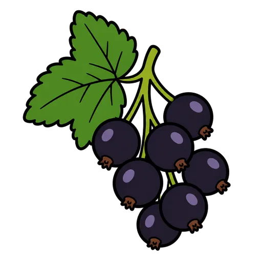 Piktogram AAC: porzeczka czarna