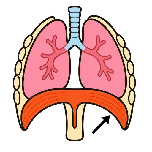 Piktogram AAC: przepona