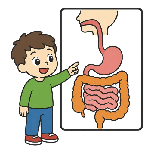 Pittogramma CAA: tratto digestivo