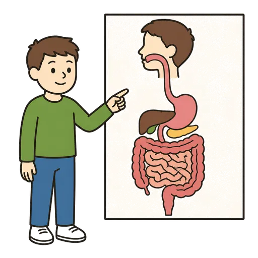 Pittogramma CAA: tratto digestivo