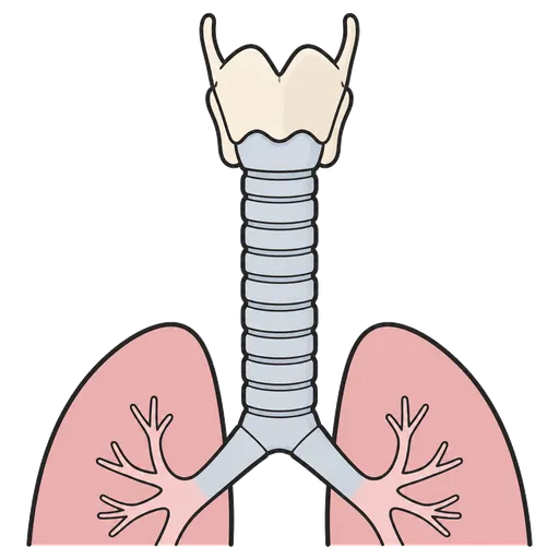 AAC-Piktogramm: Trachea