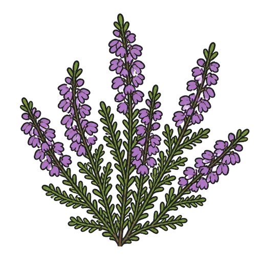 Pictograma CAA: heather-colored